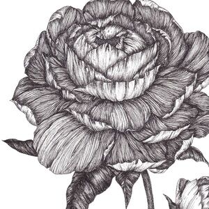 Original hand drawn print of Line Art peony